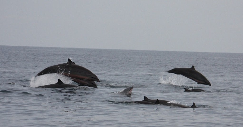dolphin bondalem Fraser's Mustika