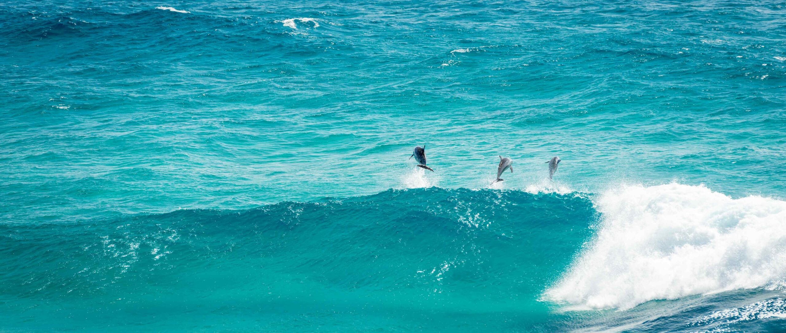 Dolphin Jumping