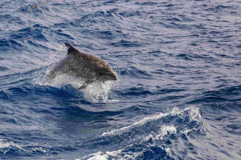 dolphin swimming in Atlantic Ocean near the coast of Tenereife