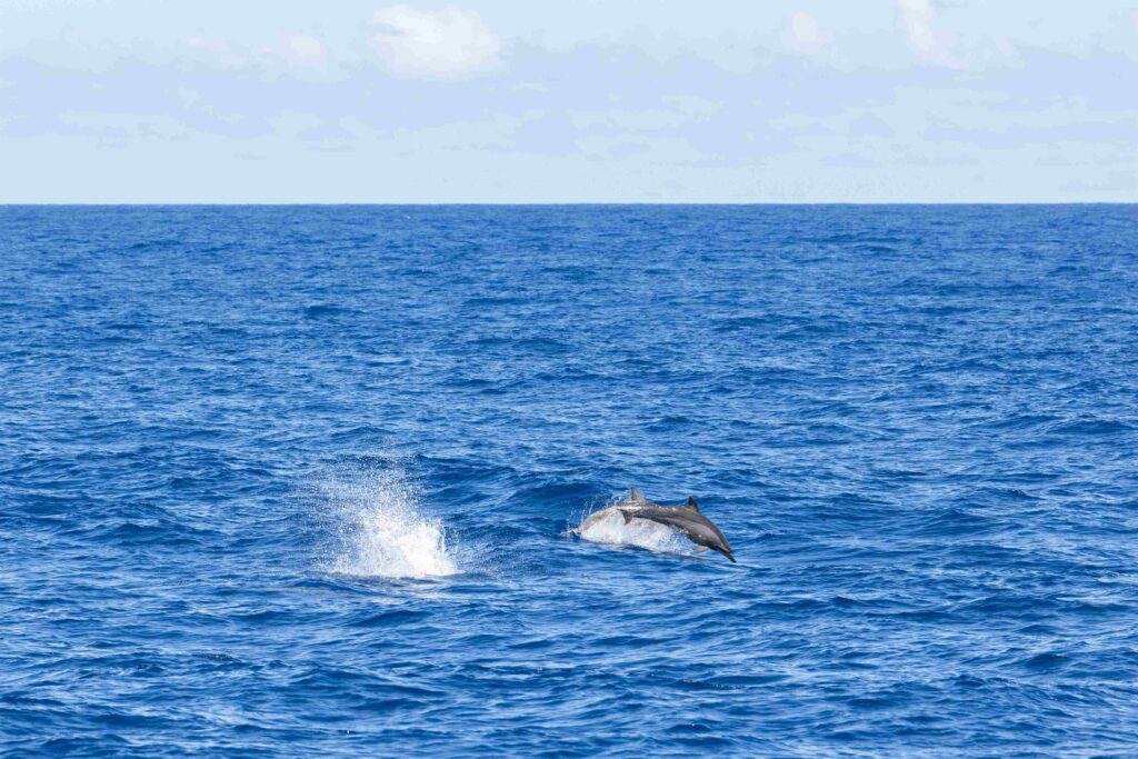 Dolphins jump out of the sea in Hualien harbor of Taiwan