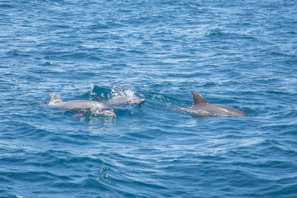 Dolphins on the island of Wasini Kenya