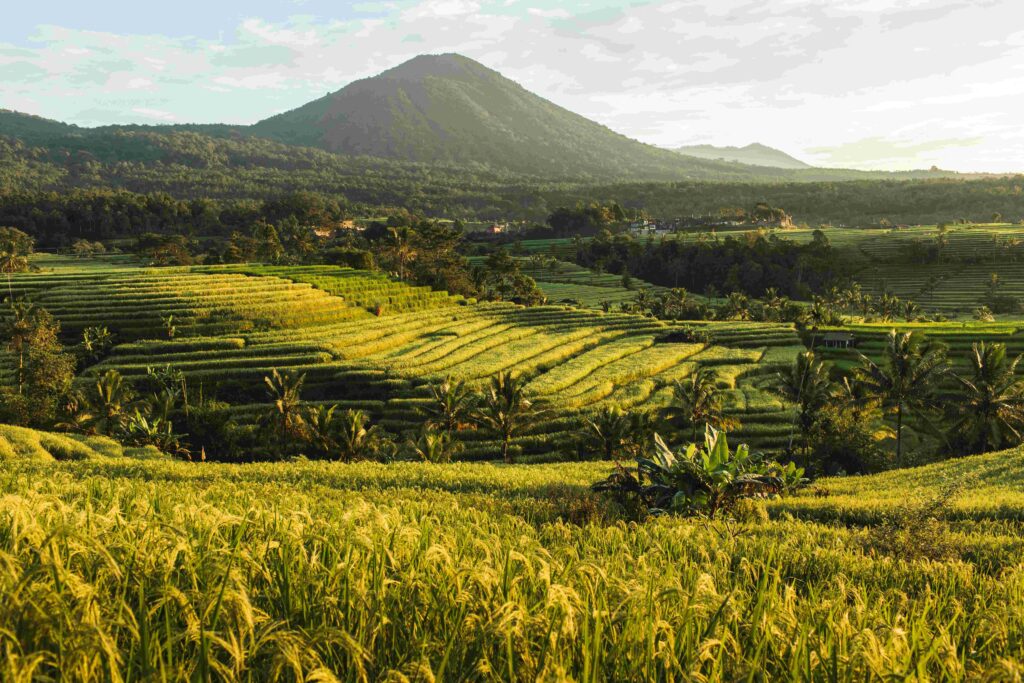 Famous Bali landmark Jatiluwih rice terraces. Beautiful sunrise