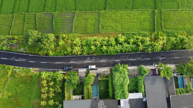 Fields in Bali are photographed from a drone