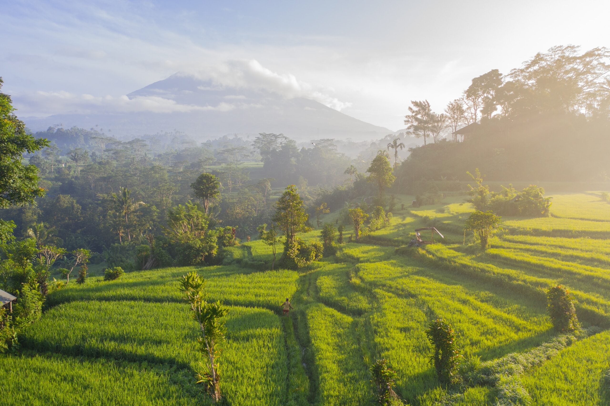 rice fields in Bali