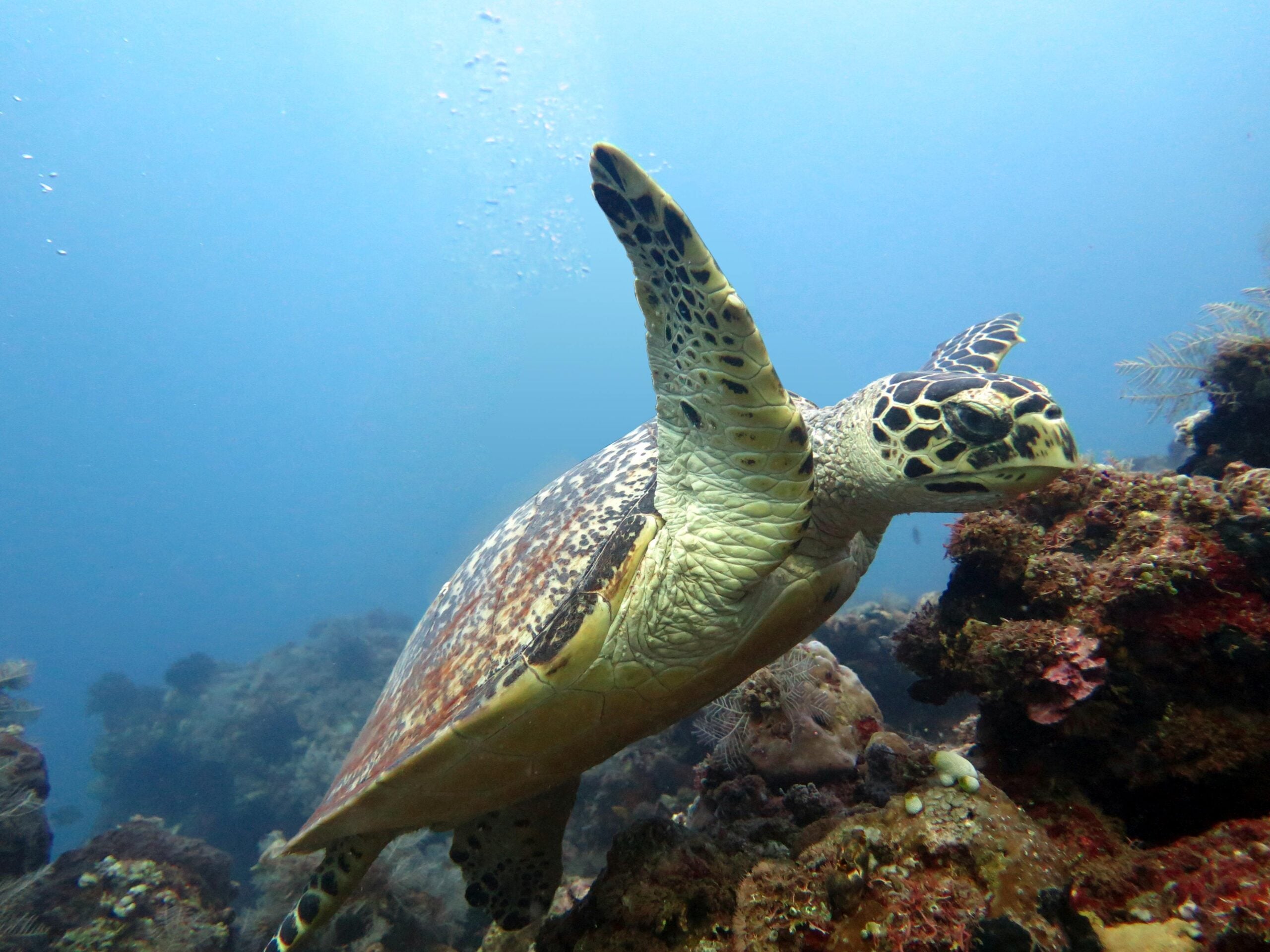 Hawksbill sea turtle current on coral reef island, Bali.