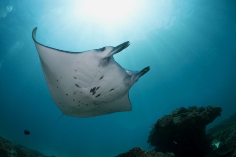 Indonesia, Bali, Nusa Penida, Reef manta ray, Manta alfredi