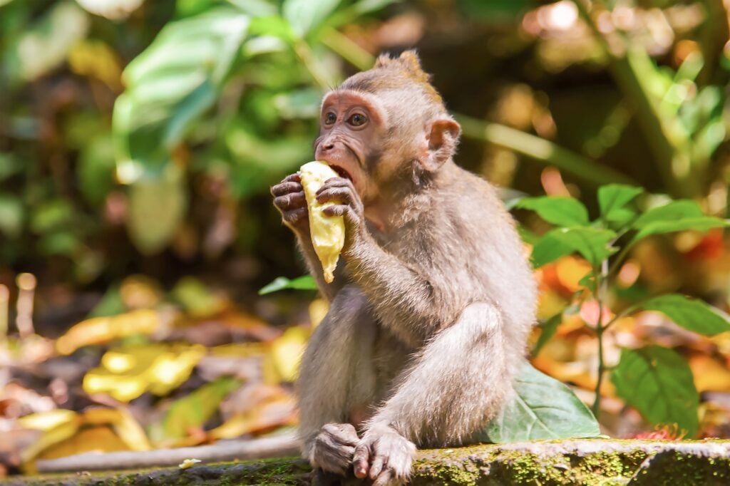 Long tailed macaque eat banana