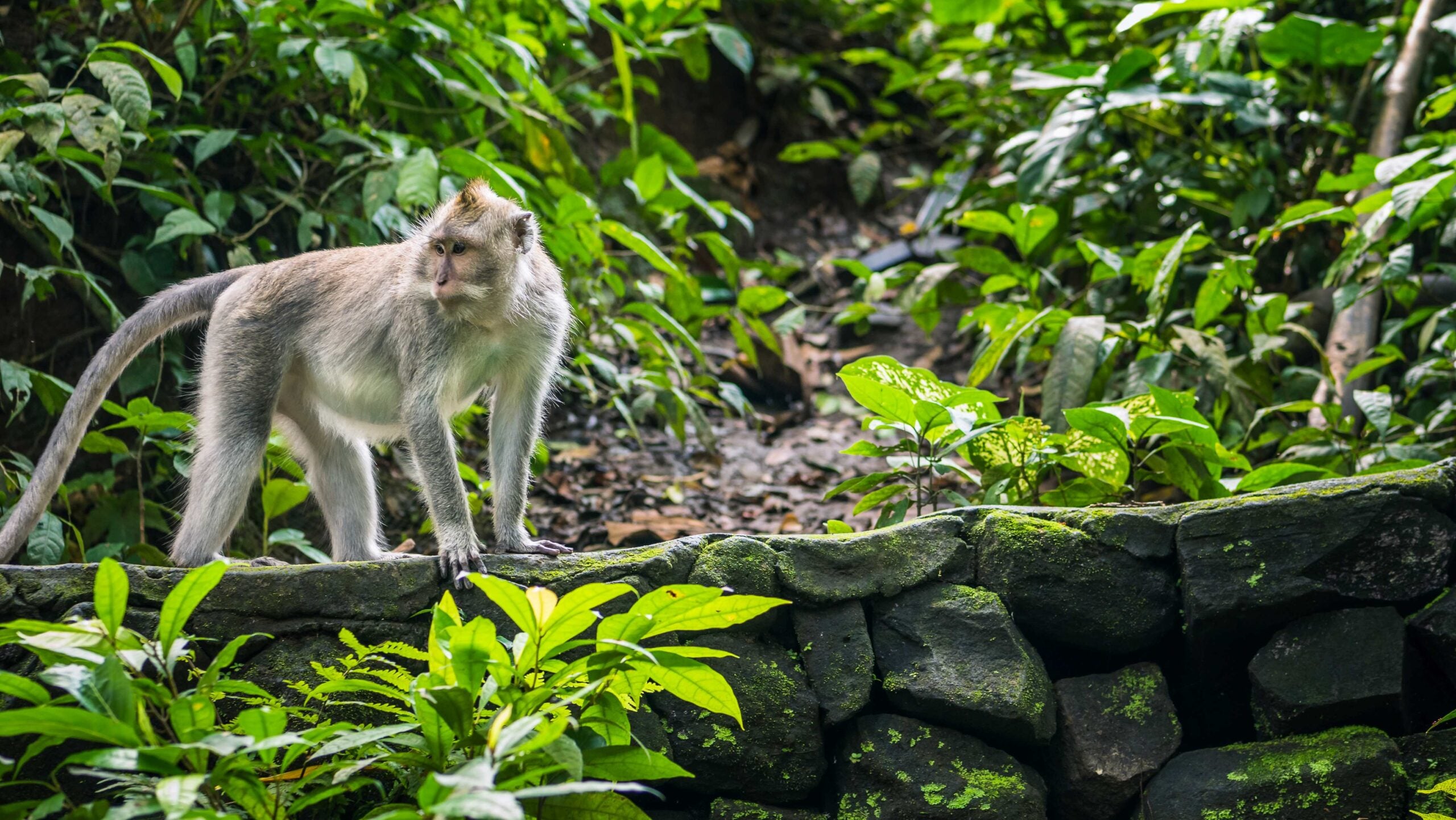 Long tailed macaques Macaca fascicularis, in Sacred Monkey Forest, Ubud, Indonesia