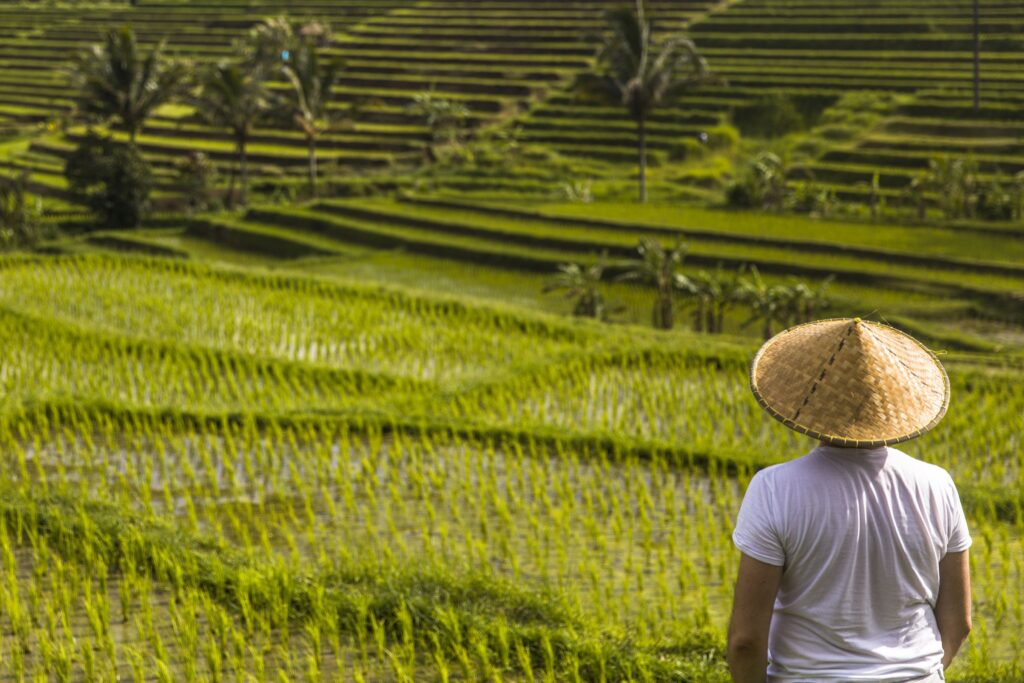 Man with traditional balinese cap at rice fields of Jatiluwih in