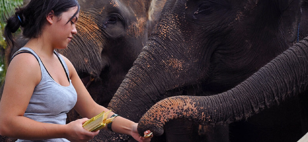How Do Elephants Protect Their Tribes? - Taman Safari Bali