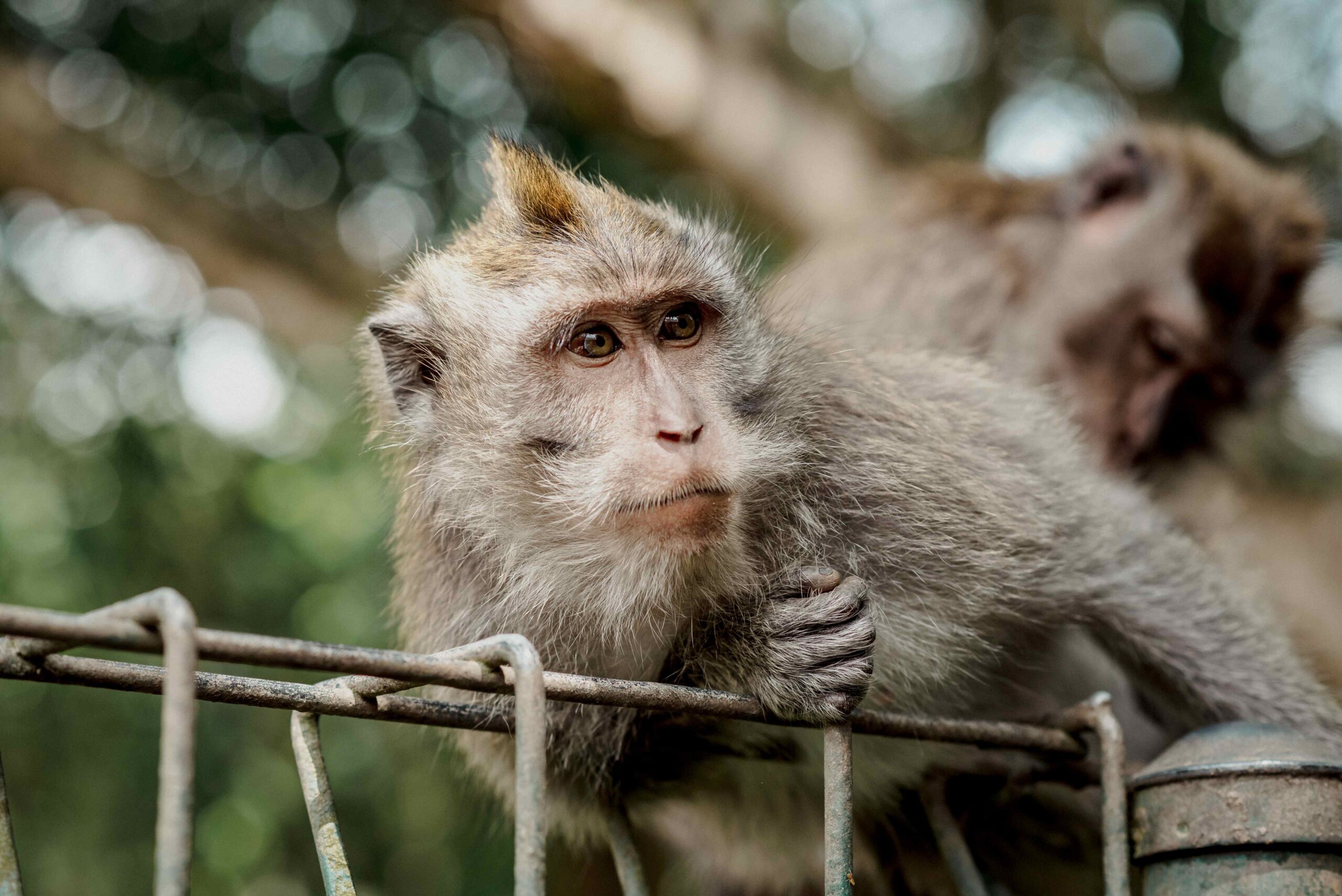 Difference Between Monkeys and Apes - Taman Safari Bali