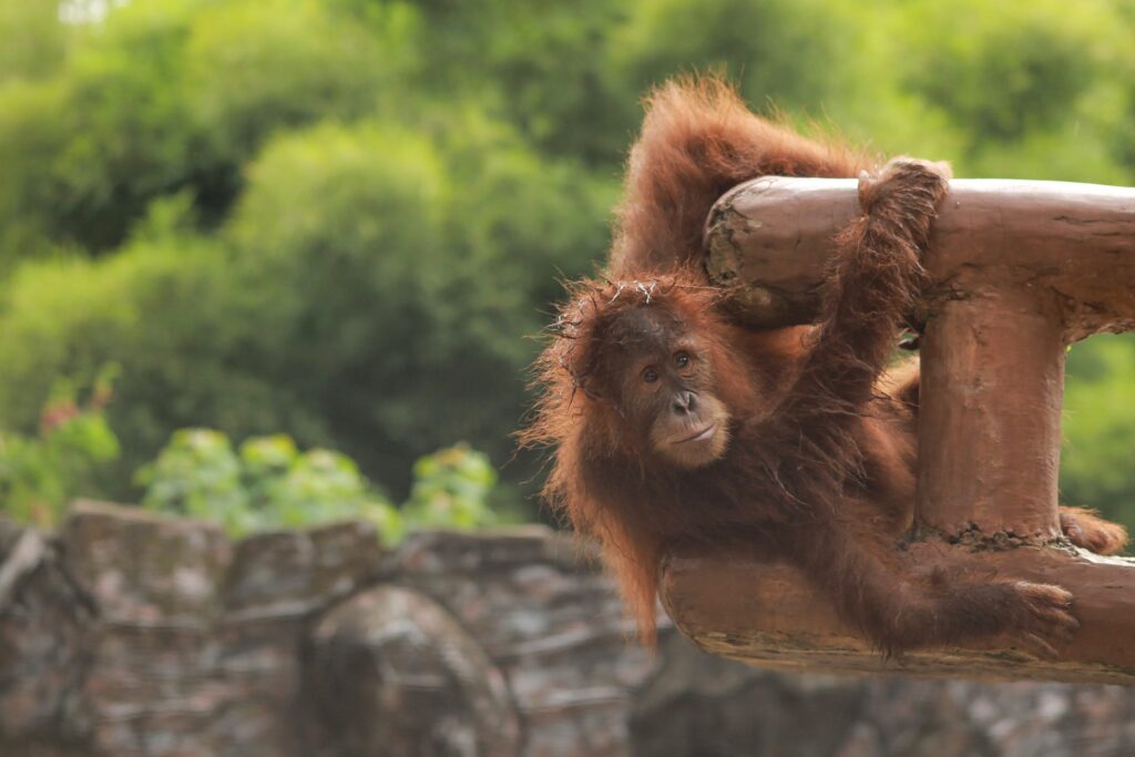 orang utan playing borneo