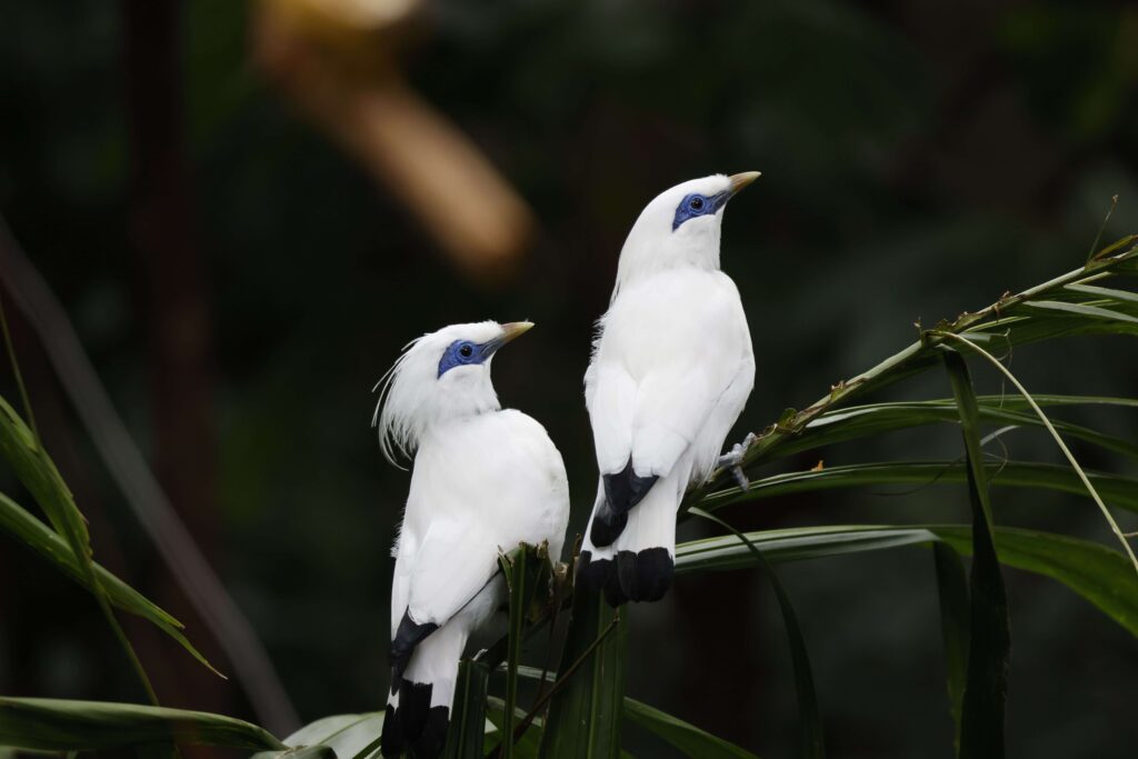 Pair of Bali myna birds on a branch Leucopsar rothschildi