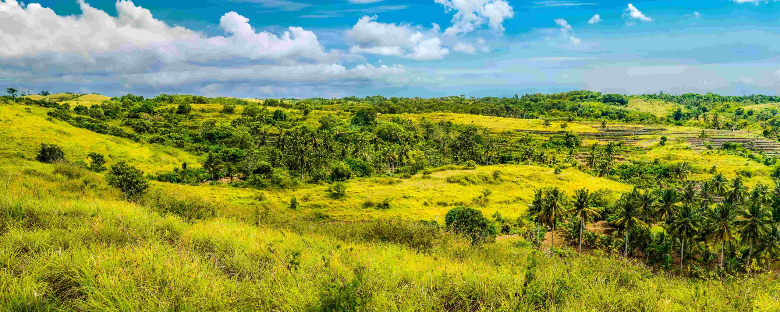 Palm Oasis in Wisata Bukit Teletubbies Hill, Nusa Penida Island, Bali, Indonesia