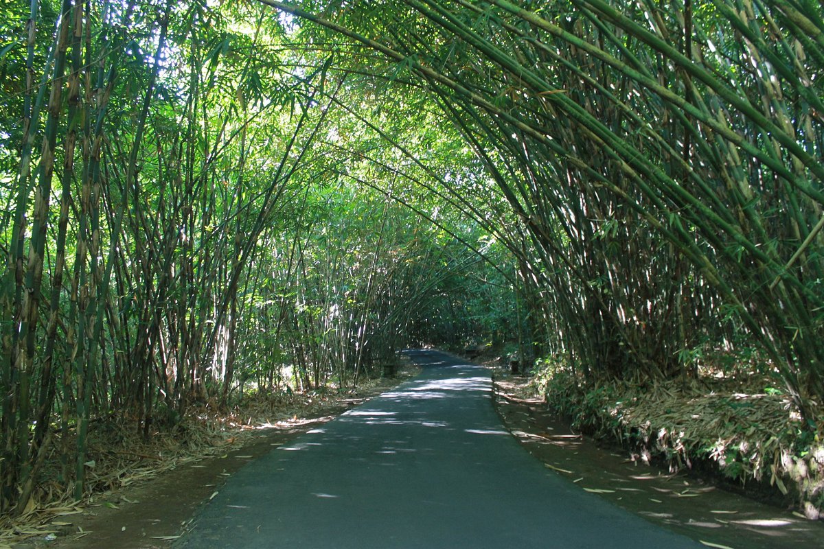 panglipuran bamboo forest
