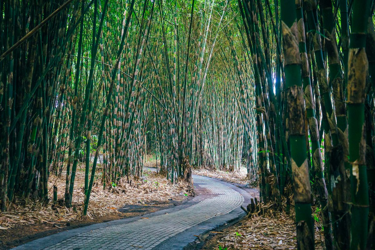 penglipuran bamboo forest