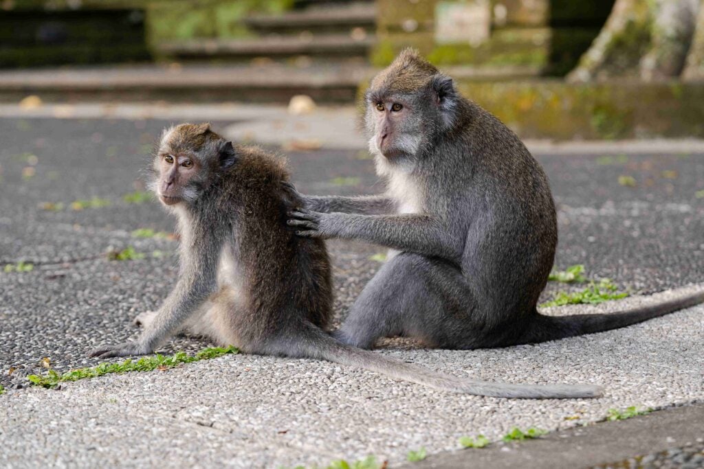 Portrait of two monkeys sitting at Sangeh Monkey Forest, Bali, Indonesia