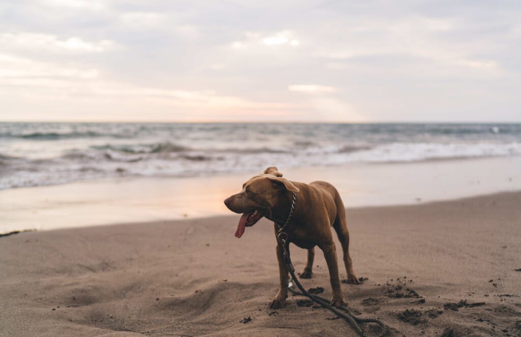 Purebred dog standing on sandy beach during sunset