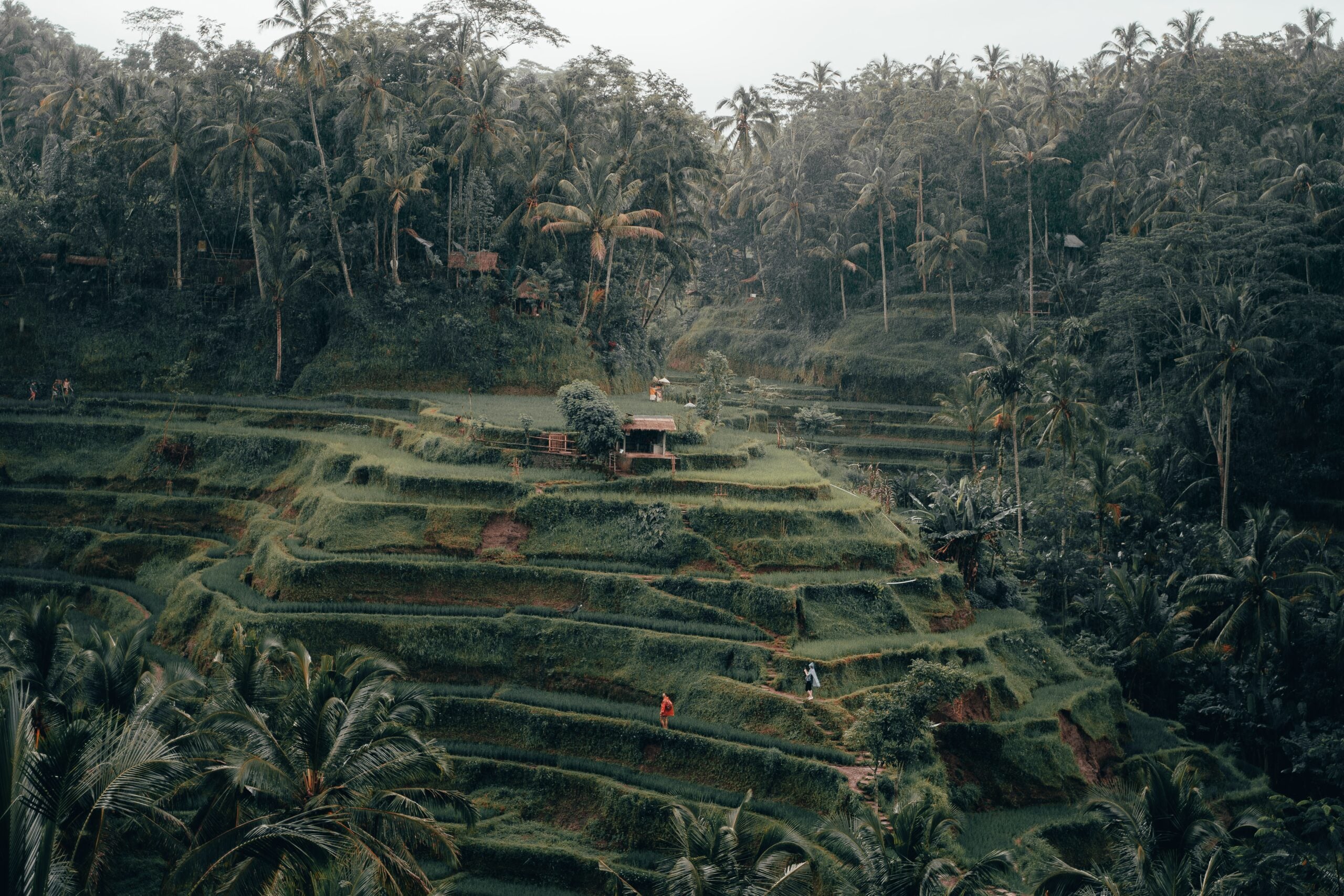 Tegalalang rice Terrace