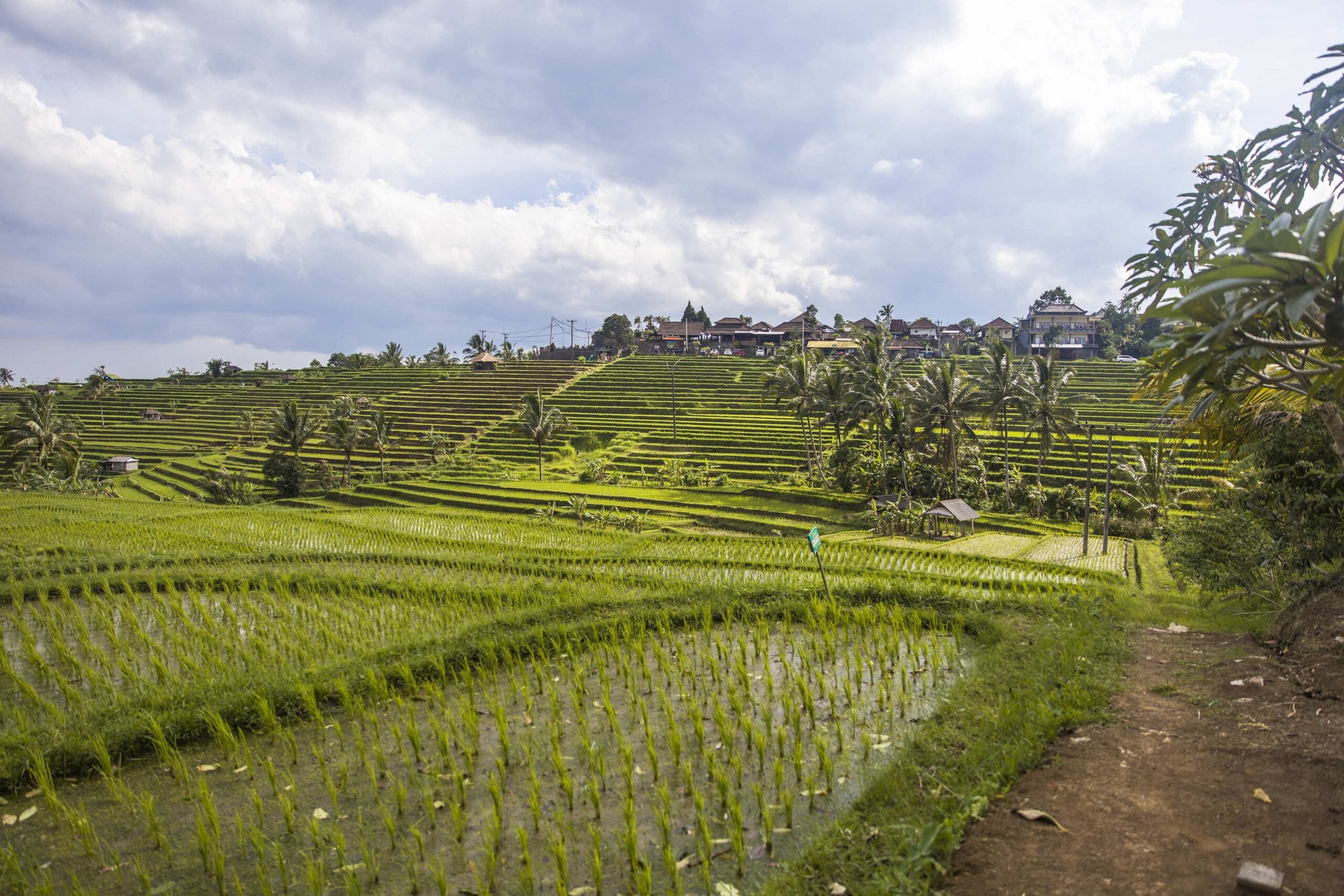 Rice fields of Jatiluwih in southeast Bali