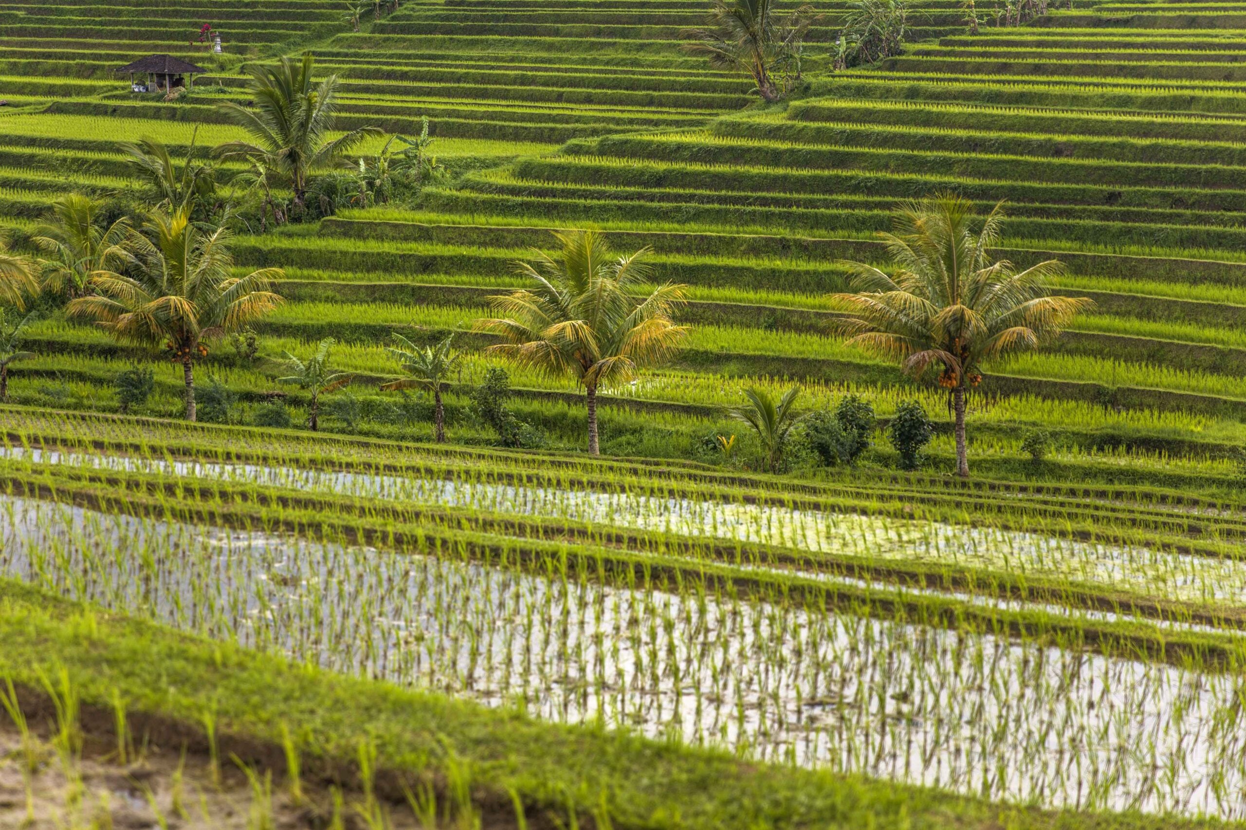 Rice fields of Jatiluwih in southeast Bali
