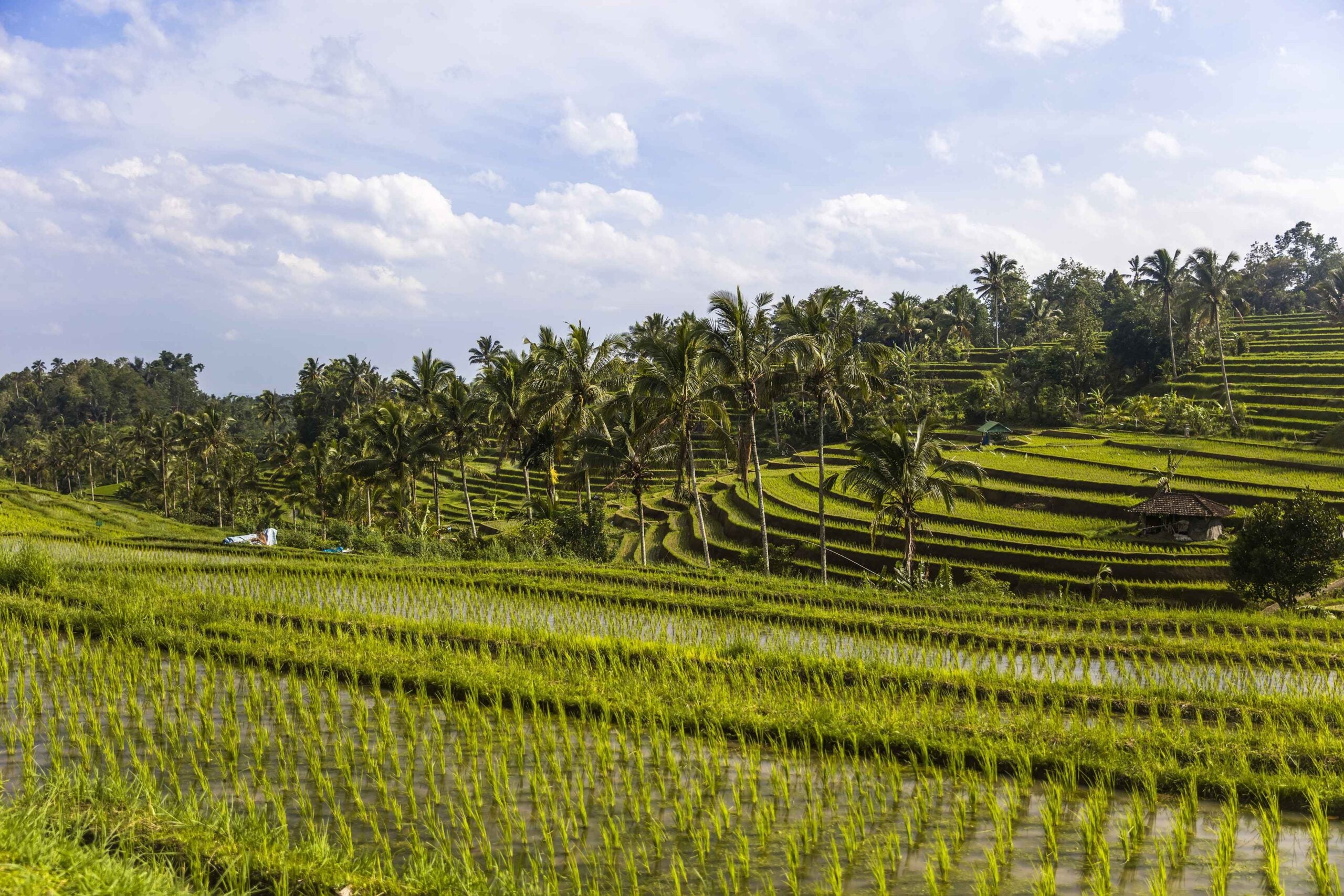 Rice fields of Jatiluwih in southeast Bali