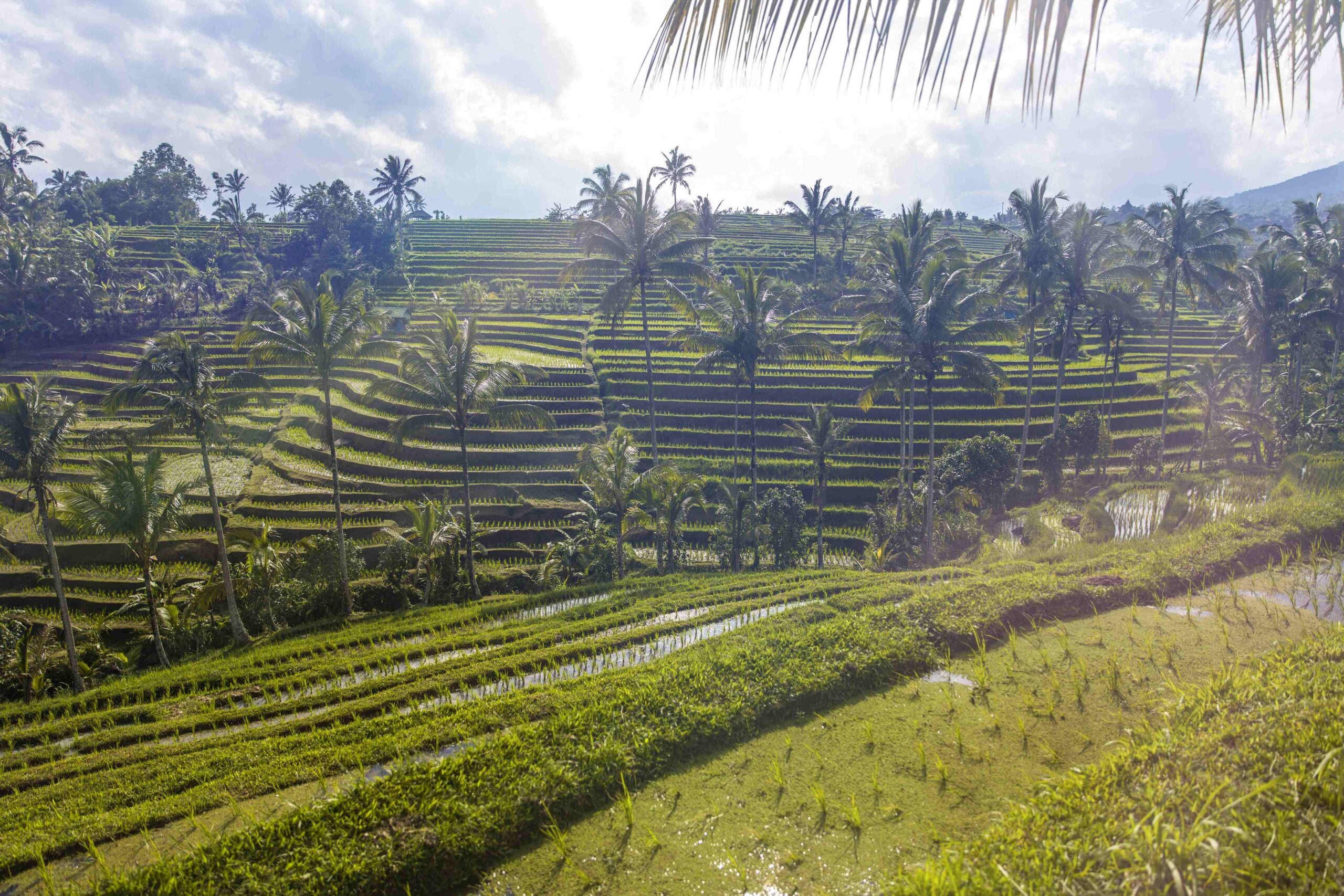 Rice fields of Jatiluwih in southeast Bali