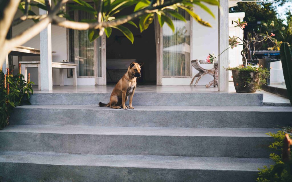 Sad cute dog sitting on stairs of resort hotel