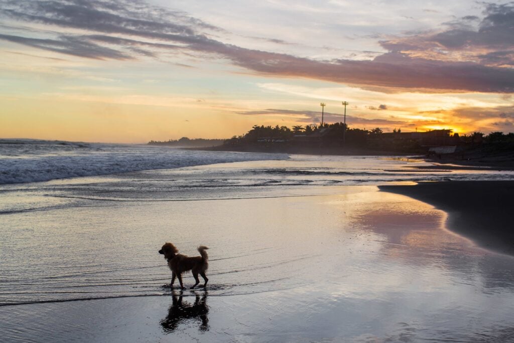 Small funny dog running by the Bali beach at colorful sunset. It