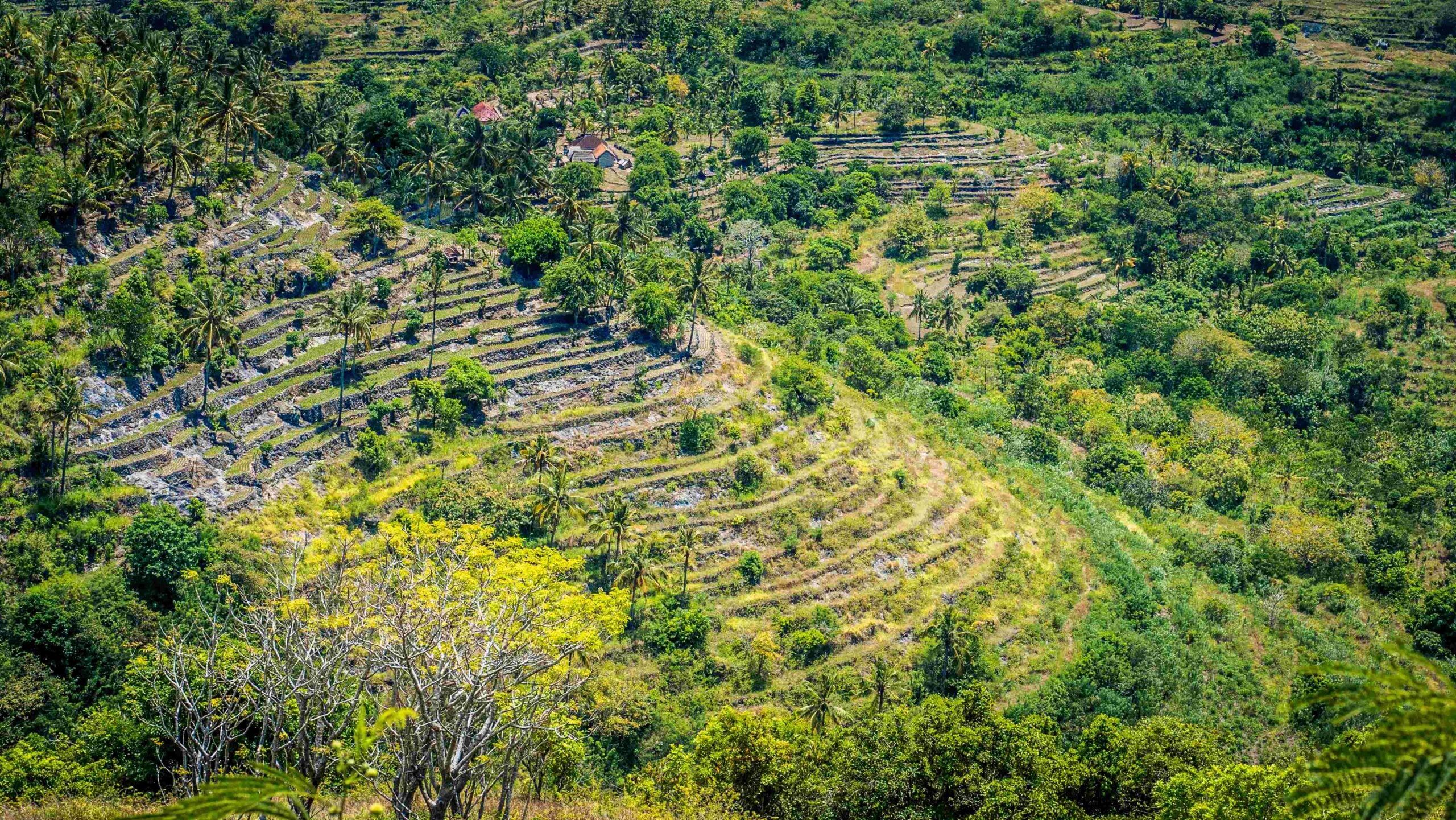 Spectacular Terrace near Abangan Hill on the Way to Suwehan Beach, Nusa Penida Island, Bali, Indonesia