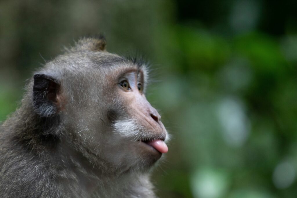 Monkey in Bali
