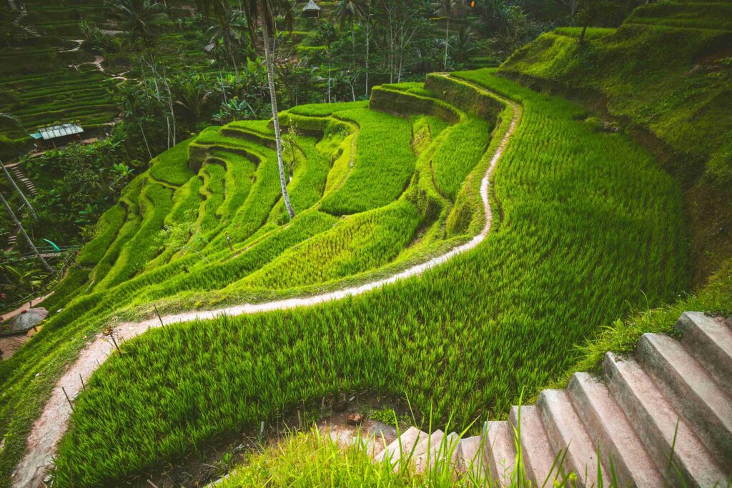 Tegalalang rice terrace in the Ubud, Bali.