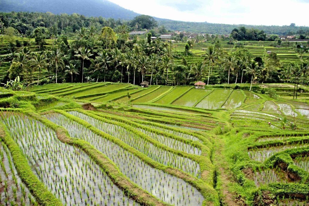 The beautiful rice paddies of Jatiluwih, Bali. Indonesia
