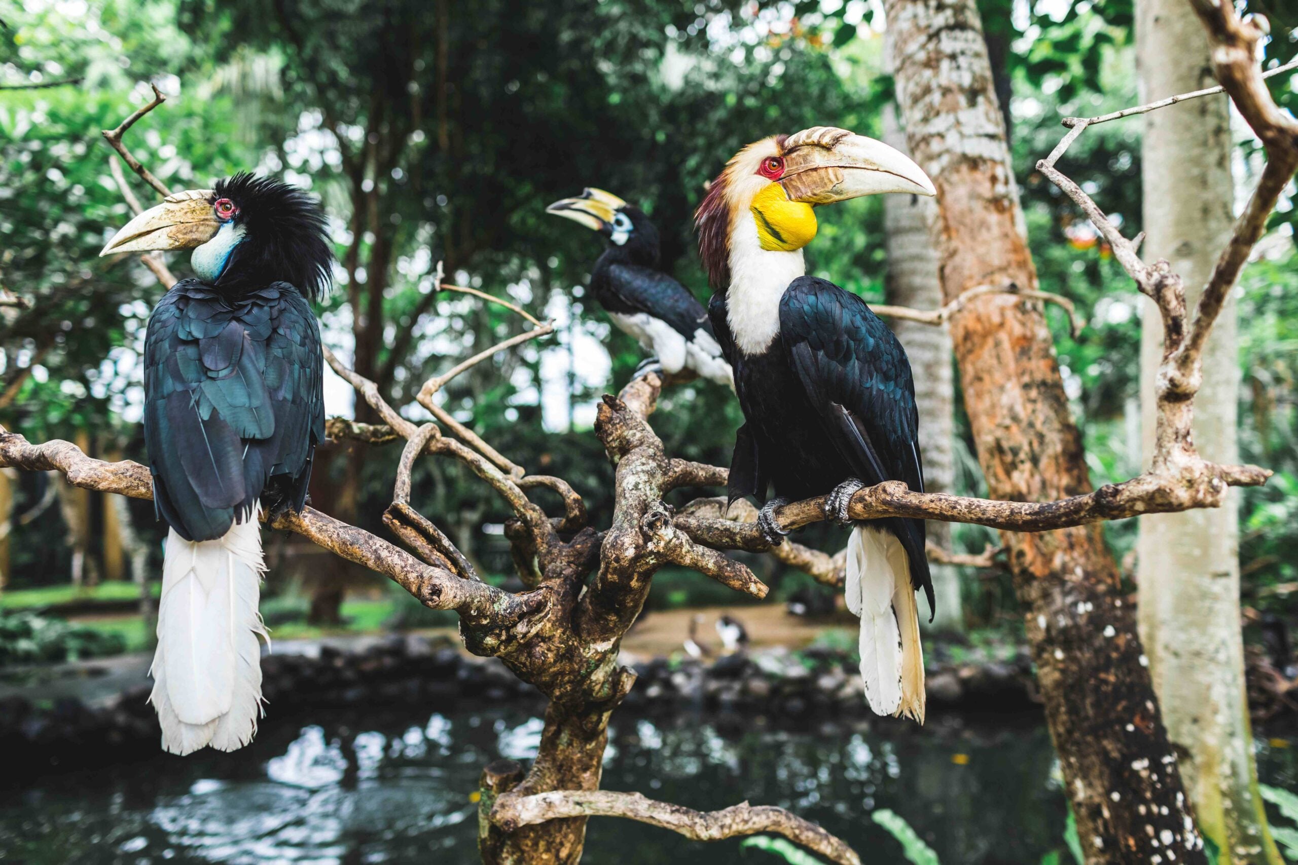 Three wreathed hornbill birds on branch in Bali bird park