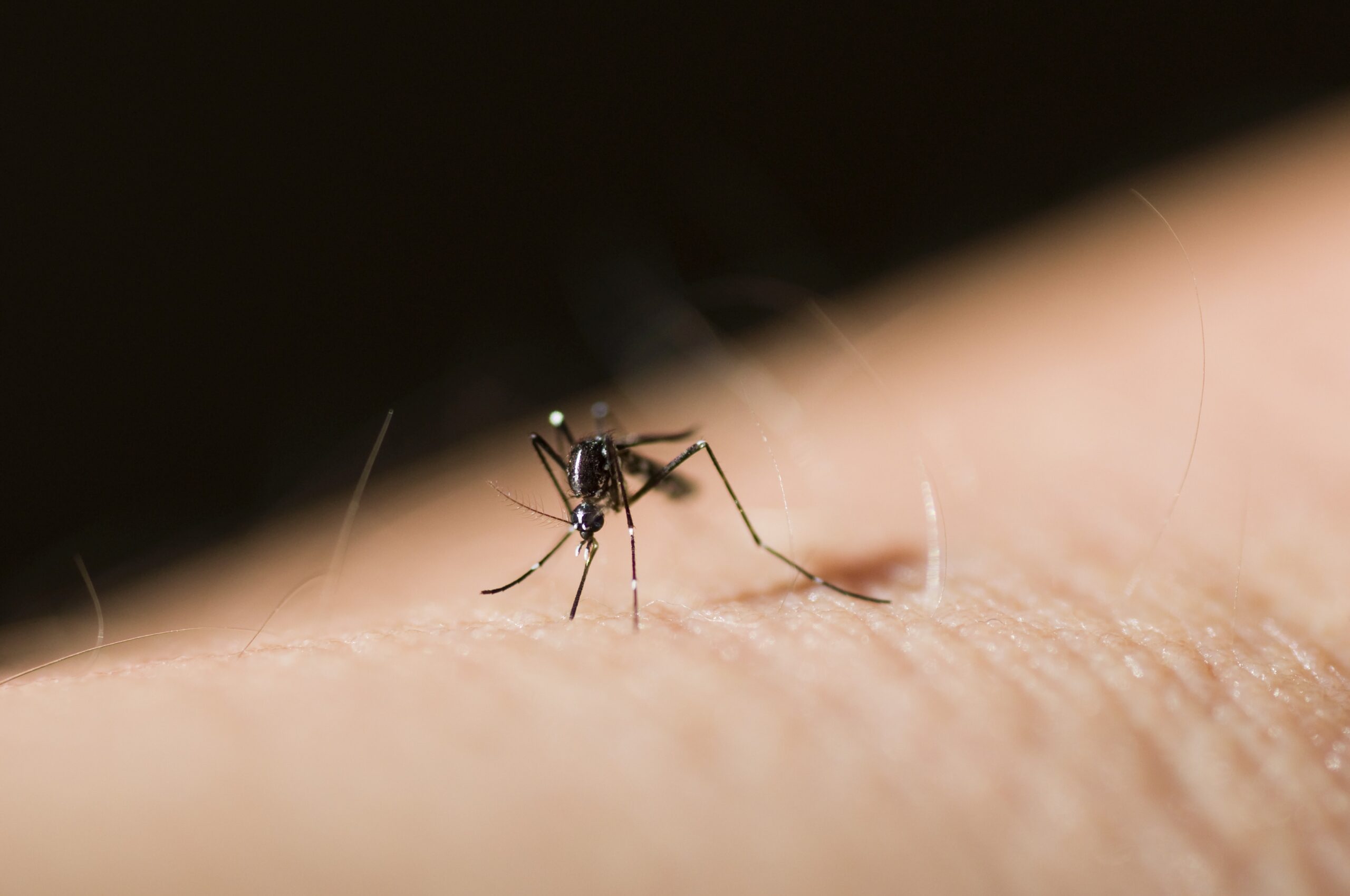 Asian tiger mosquito or forest day mosquito, Aedes albopictus (Stegomyia albopicta),