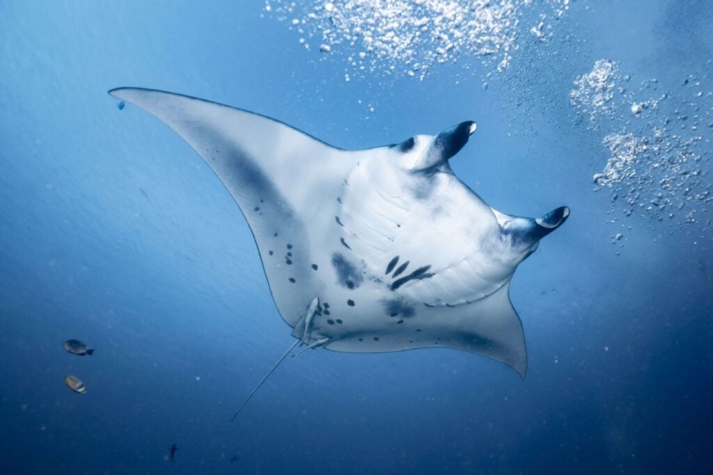 White Reef manta ray swimming in the deep underwater