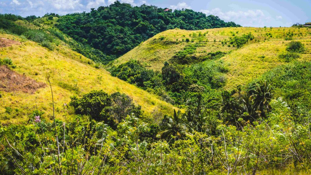 Yellow Hills with some Jungle between, Nusa Penida Island, Bali, Indonesia