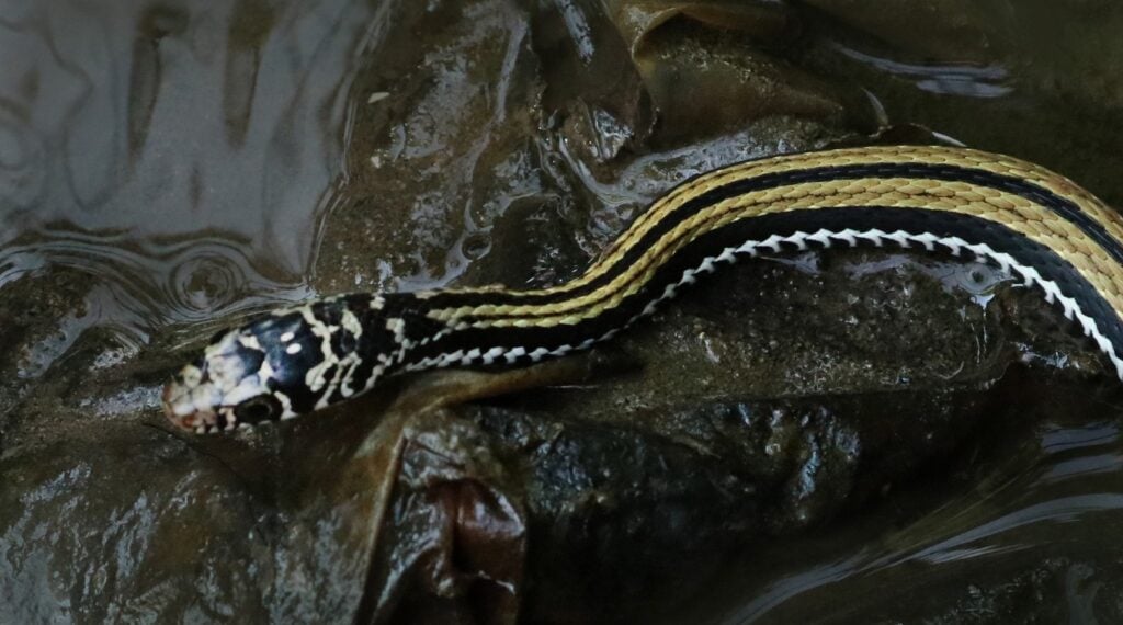 Striped Keelback Water Snake