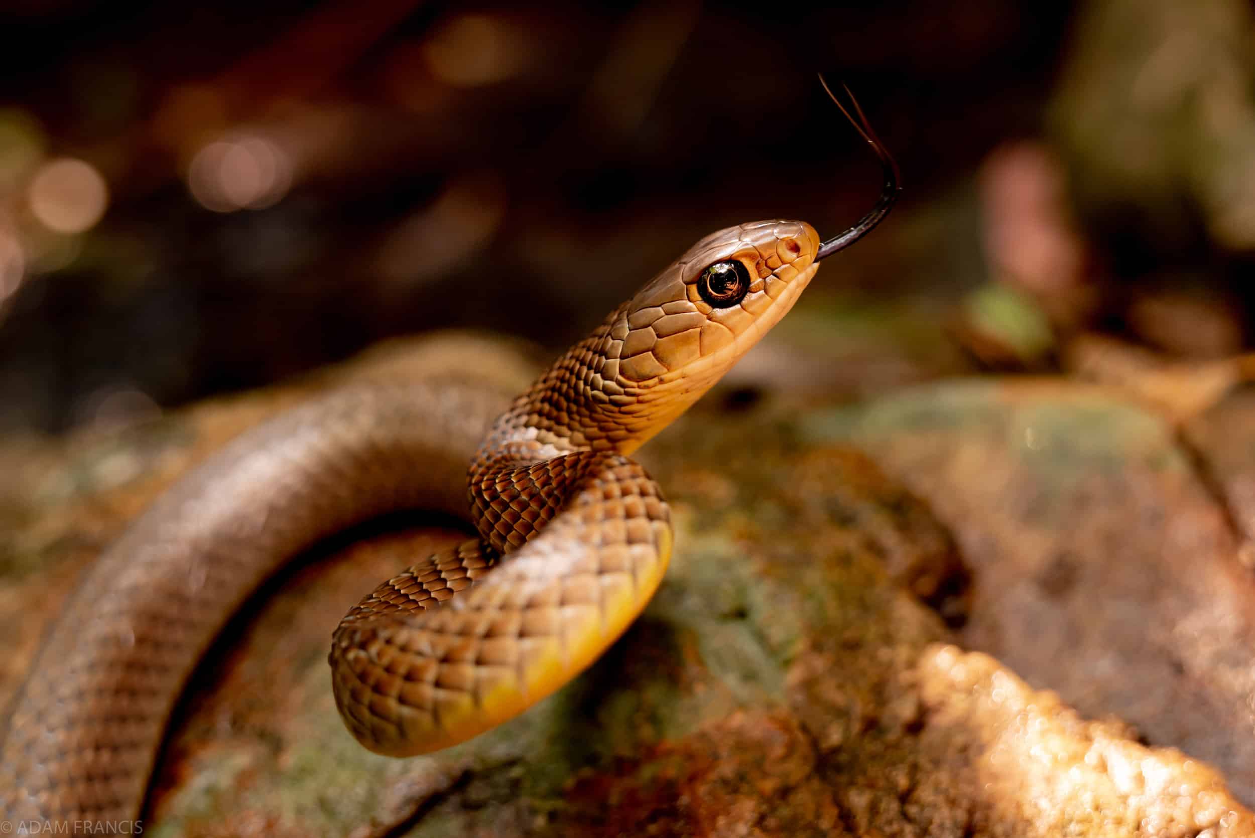 chinese rat snake