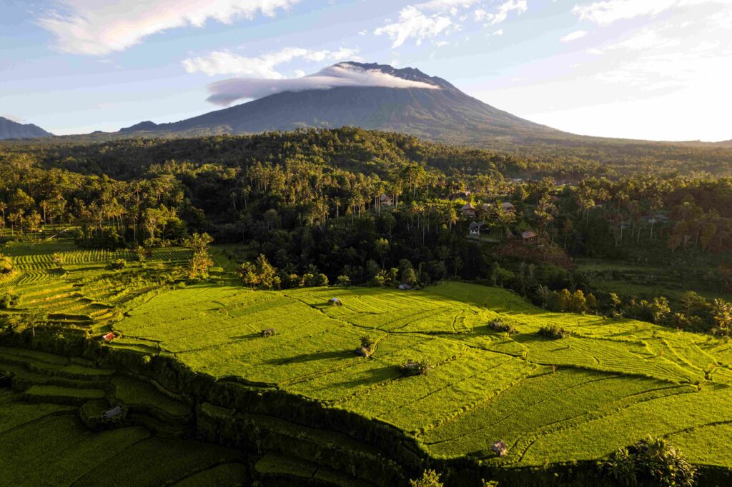 Aerial sunrise view of green rice fields and Mount Agung in Bali, Indonesia