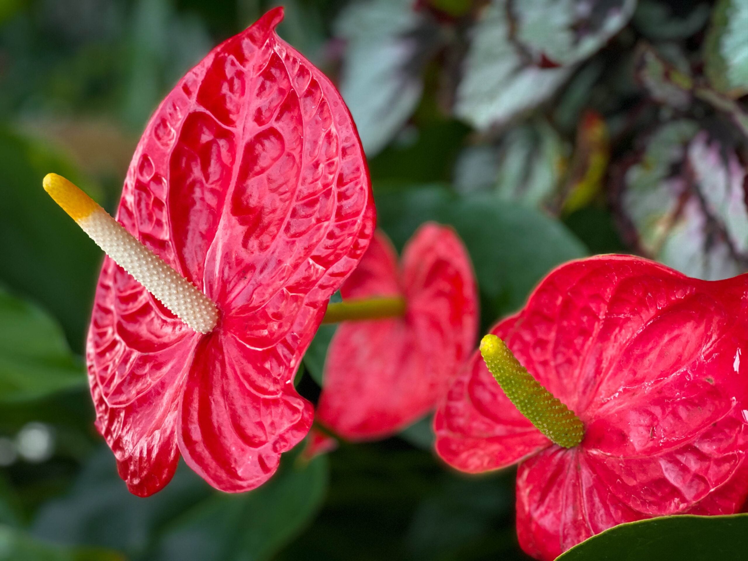 anthuriums fire red flowers 2023 11 27 04 54 54 utc