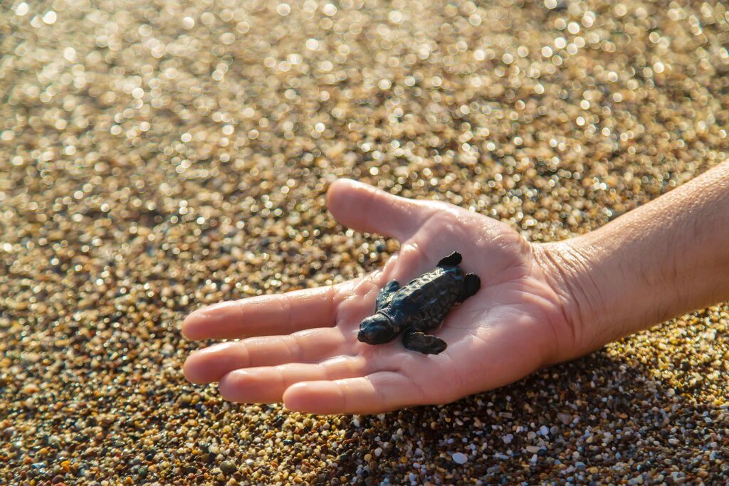 A small turtle on the seashore in the hands of a man Selective focus