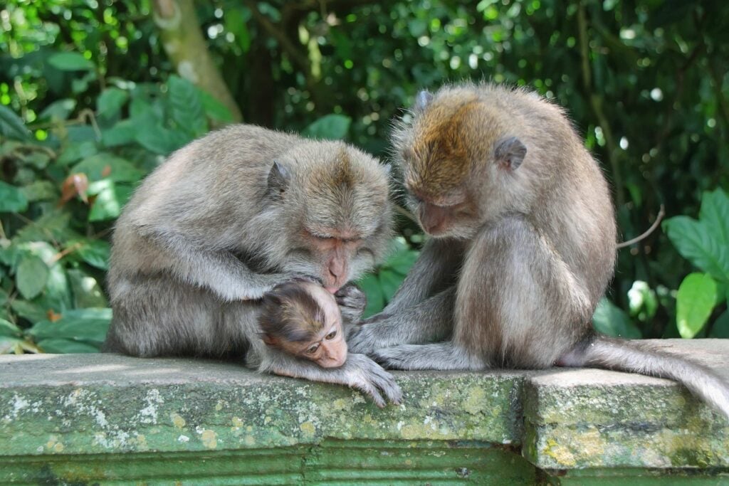 Balinese monkey with her baby