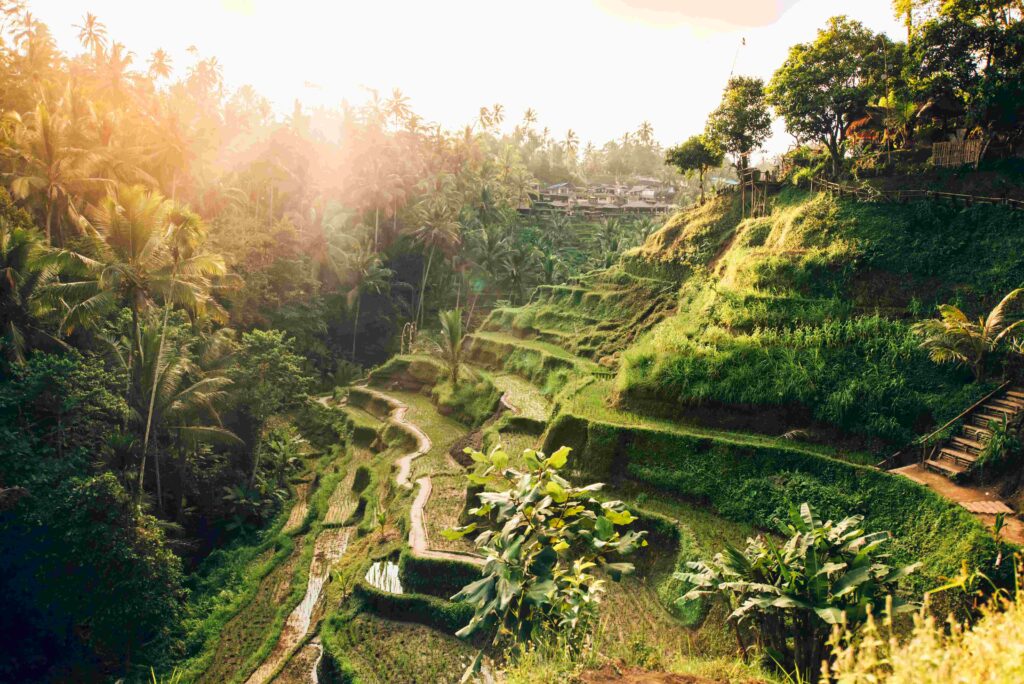 Beautiful landscape with rice terraces in famous tourist area of Tagalalang, Bali, Indonesia Green Rice fields prepare the harvest