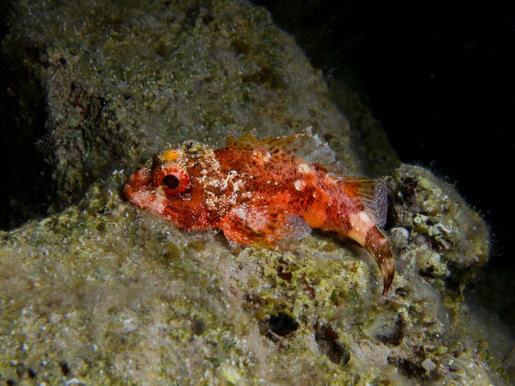 bright red scorpion fish