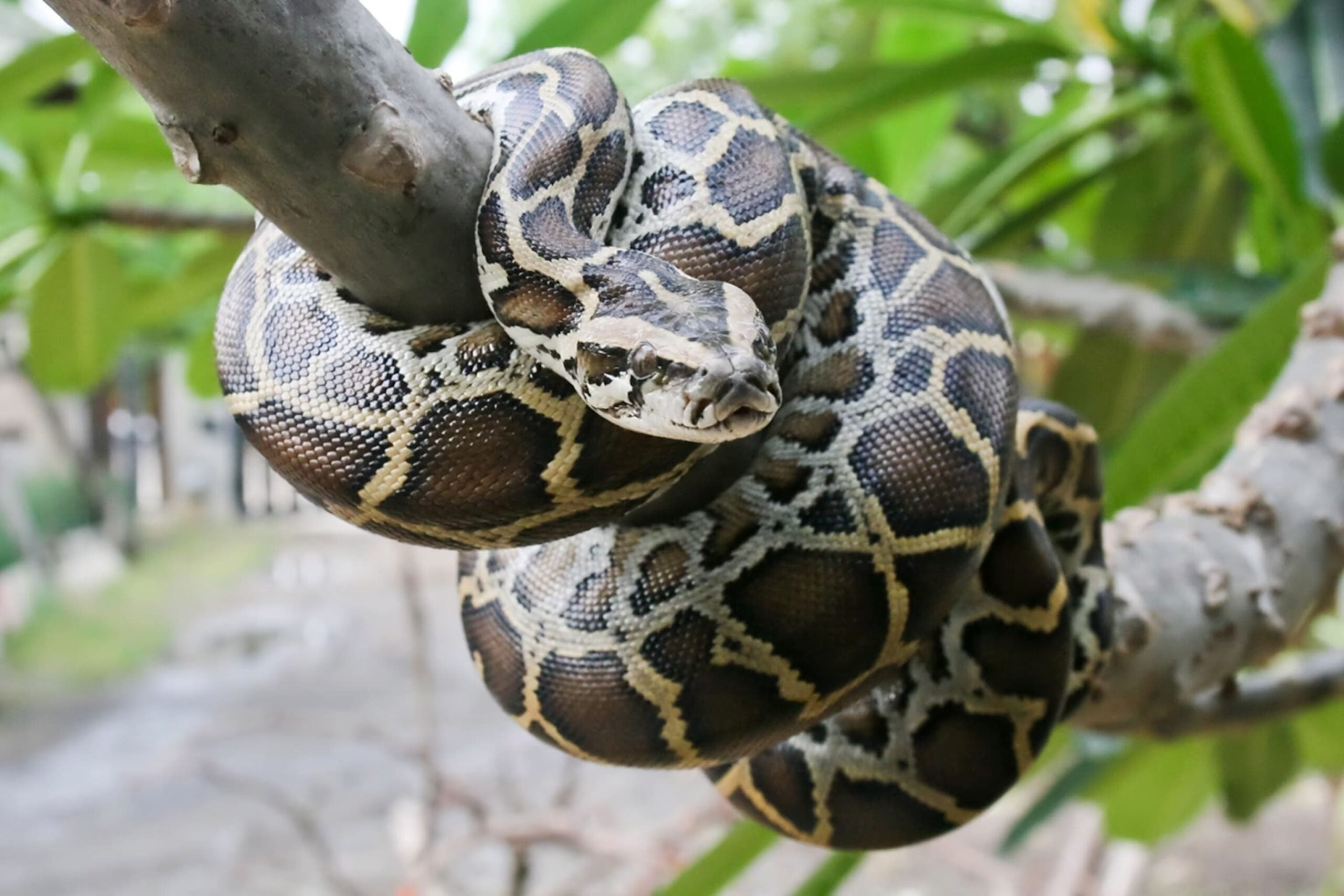 burmese python on a tree