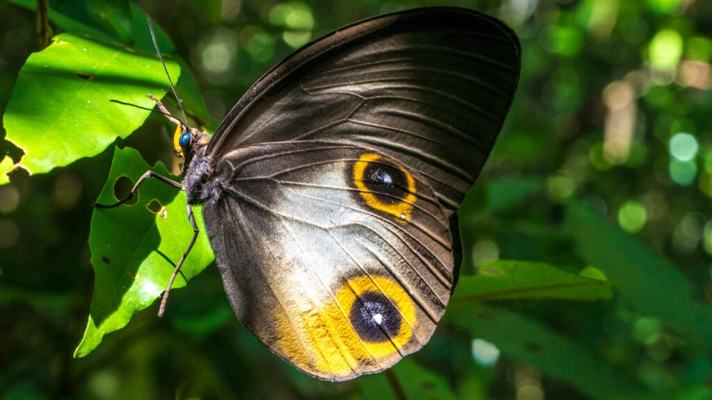 Close up view of a beautiful Butterfly, Gam Island, Raja Ampat, Indonesia, West Papua