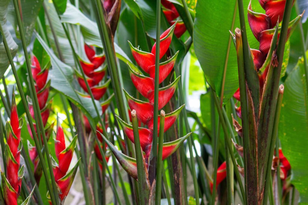 Closeup of heliconia wagneriana plant in a garden