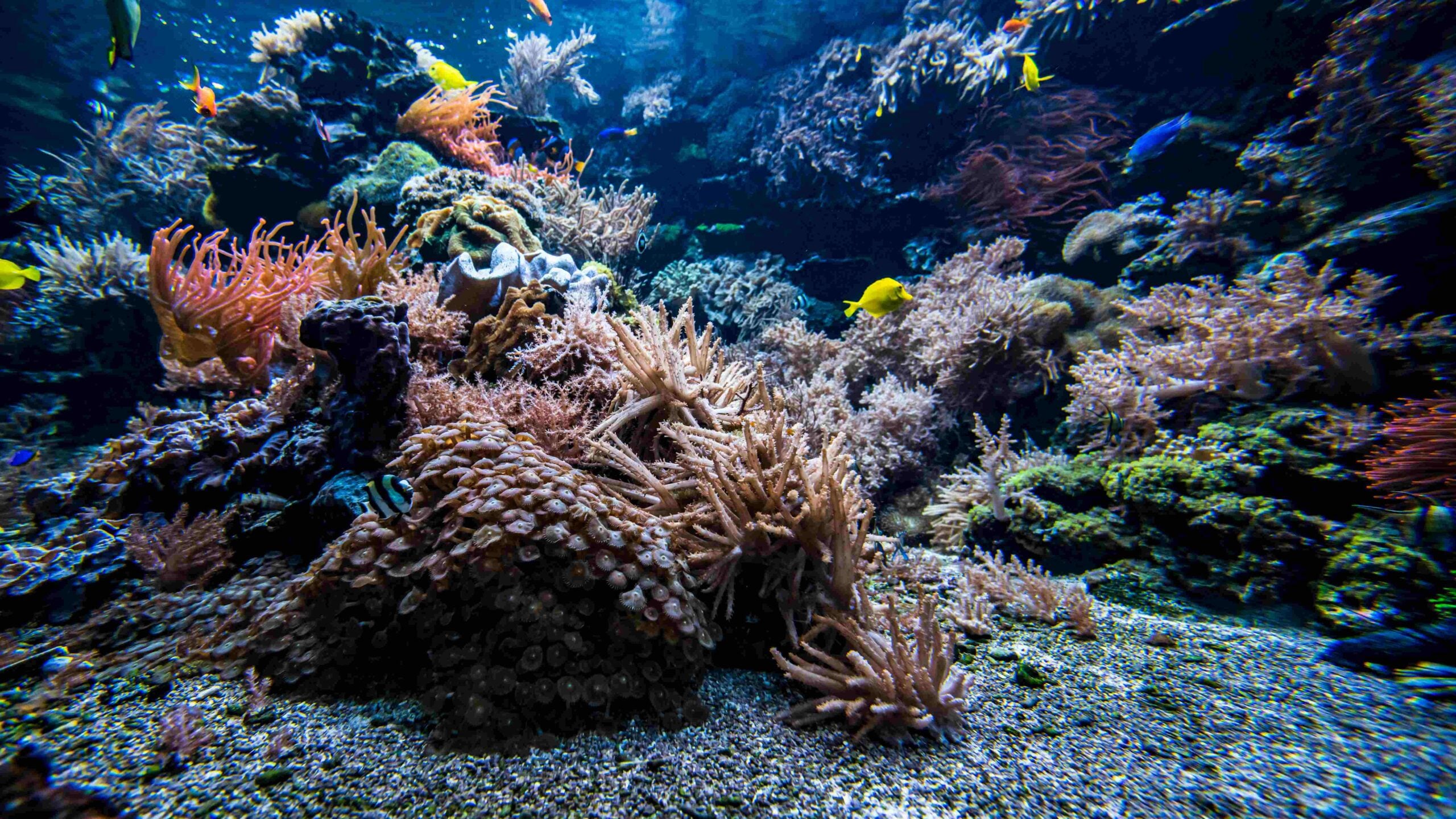 Coral colony and coral fish Underwater view