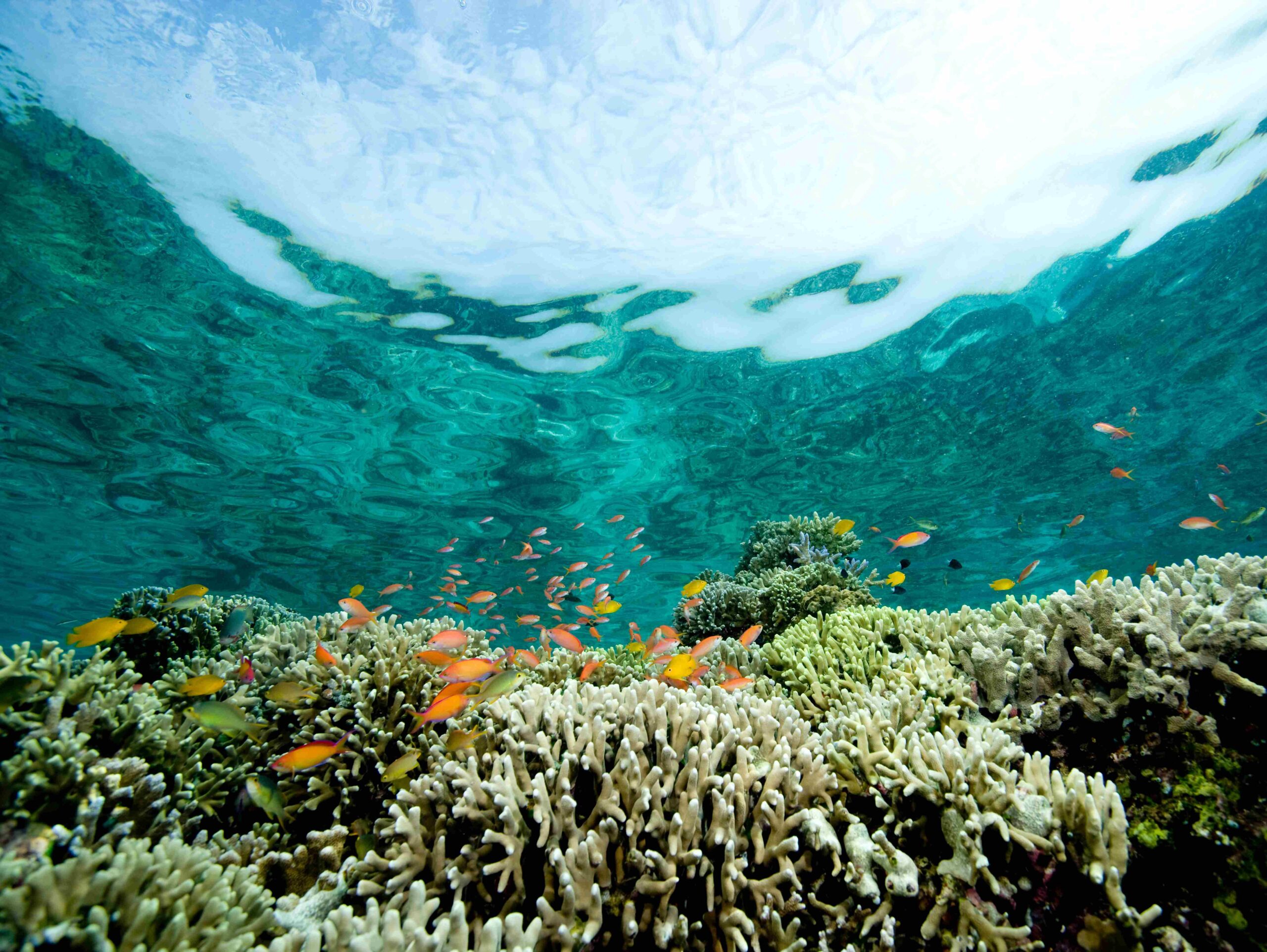 Coral reef scene